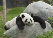 Panda relaxing 