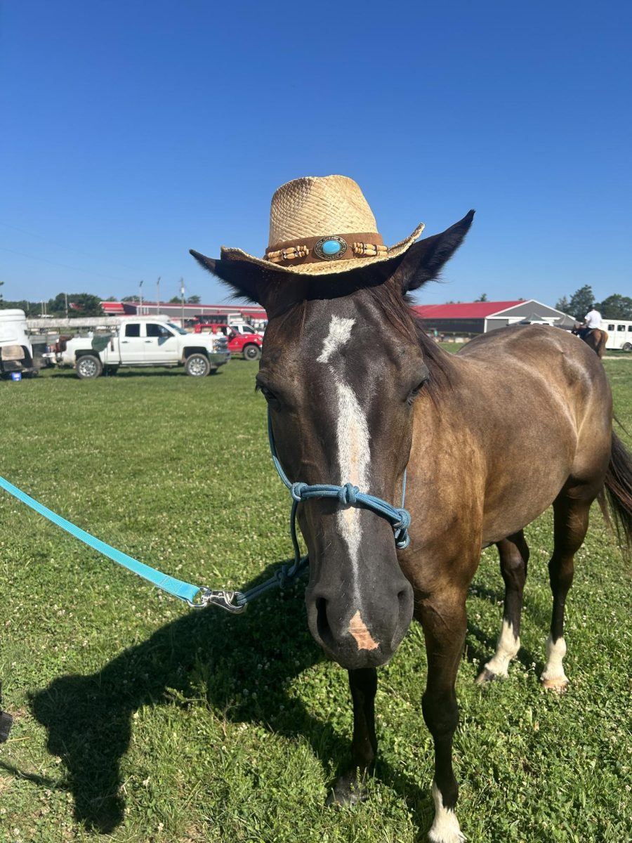 Clemy the horse wearing a cowboy hat